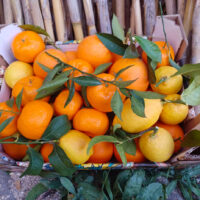 Cassetta contenente agrumi di Sicilia assortiti: arance, mandarini e limoni